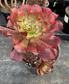 Aeonium Maggie Succulent