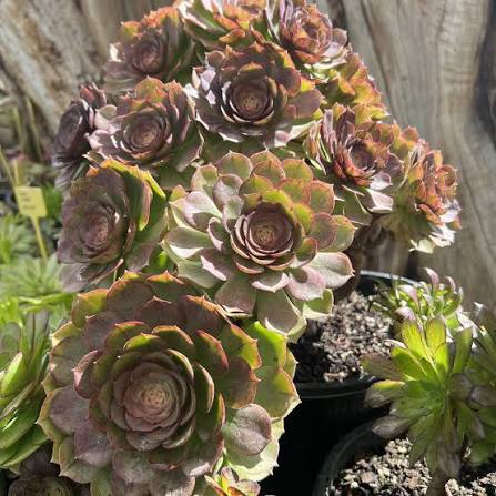 Aeonium Magic Forest Succulent