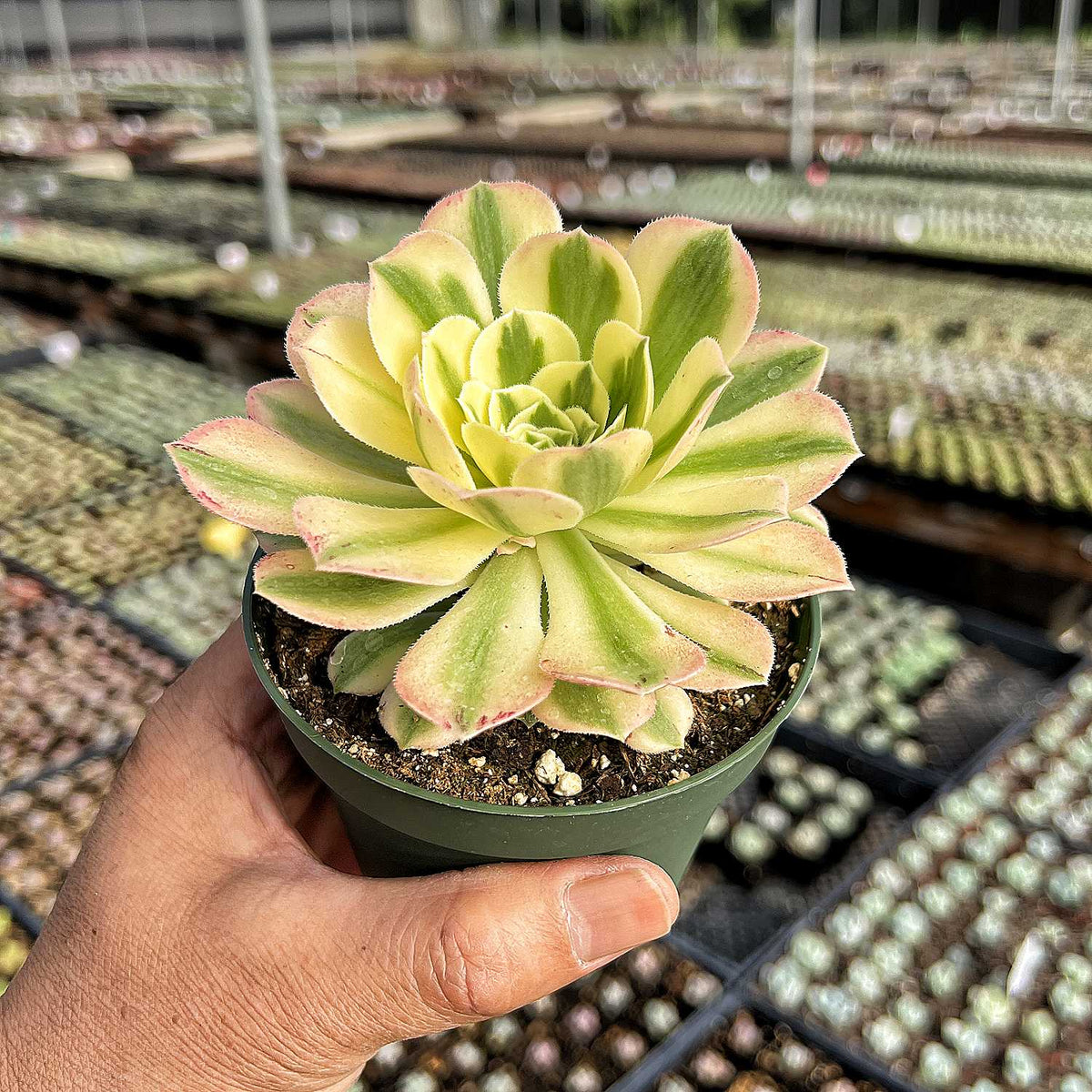 Aeonium Maybach succulent plant in a 14cm pot