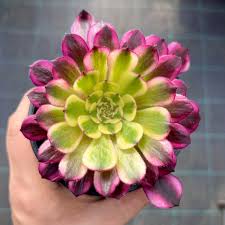 Aeonium Meiya Succulents