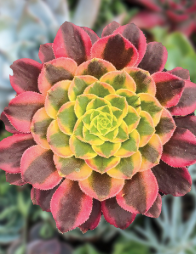 Aeonium Monica succulent plant in a 14cm pot