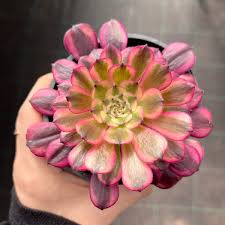 Aeonium Moon Chan Succulents