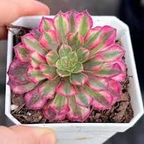 Aeonium Morning Beauty Succulent