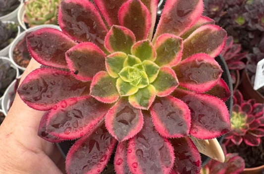 Aeonium Nika Succulent