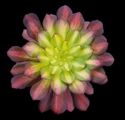 Aeonium Picasso Succulent