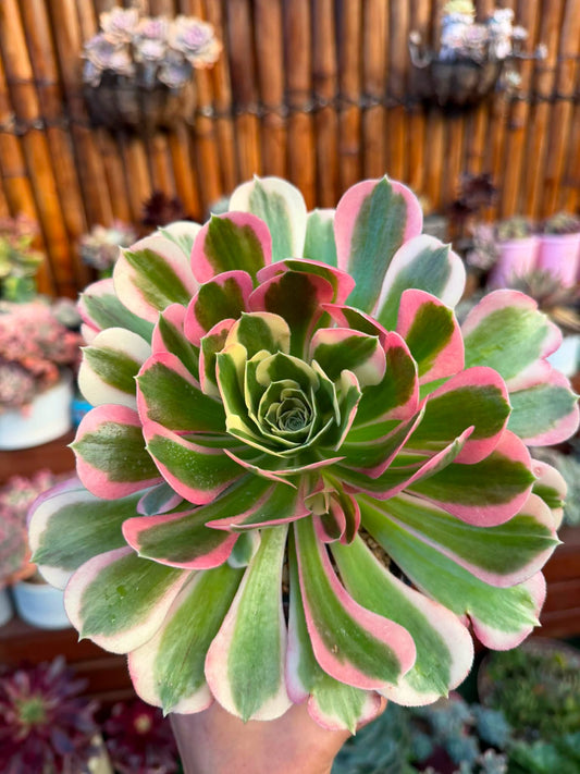 Aeonium Rain Flower Succulent
