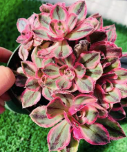 Aeonium Red Fuji Variegated Succulent