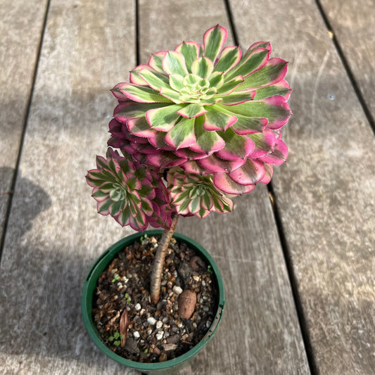 Aeonium Red Garnet