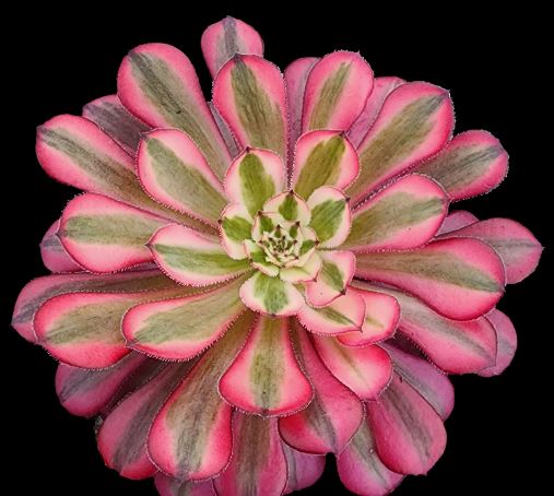 Aeonium Red Sunny Succulent
