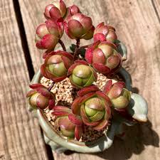 Aeonium Saundersii Succulent