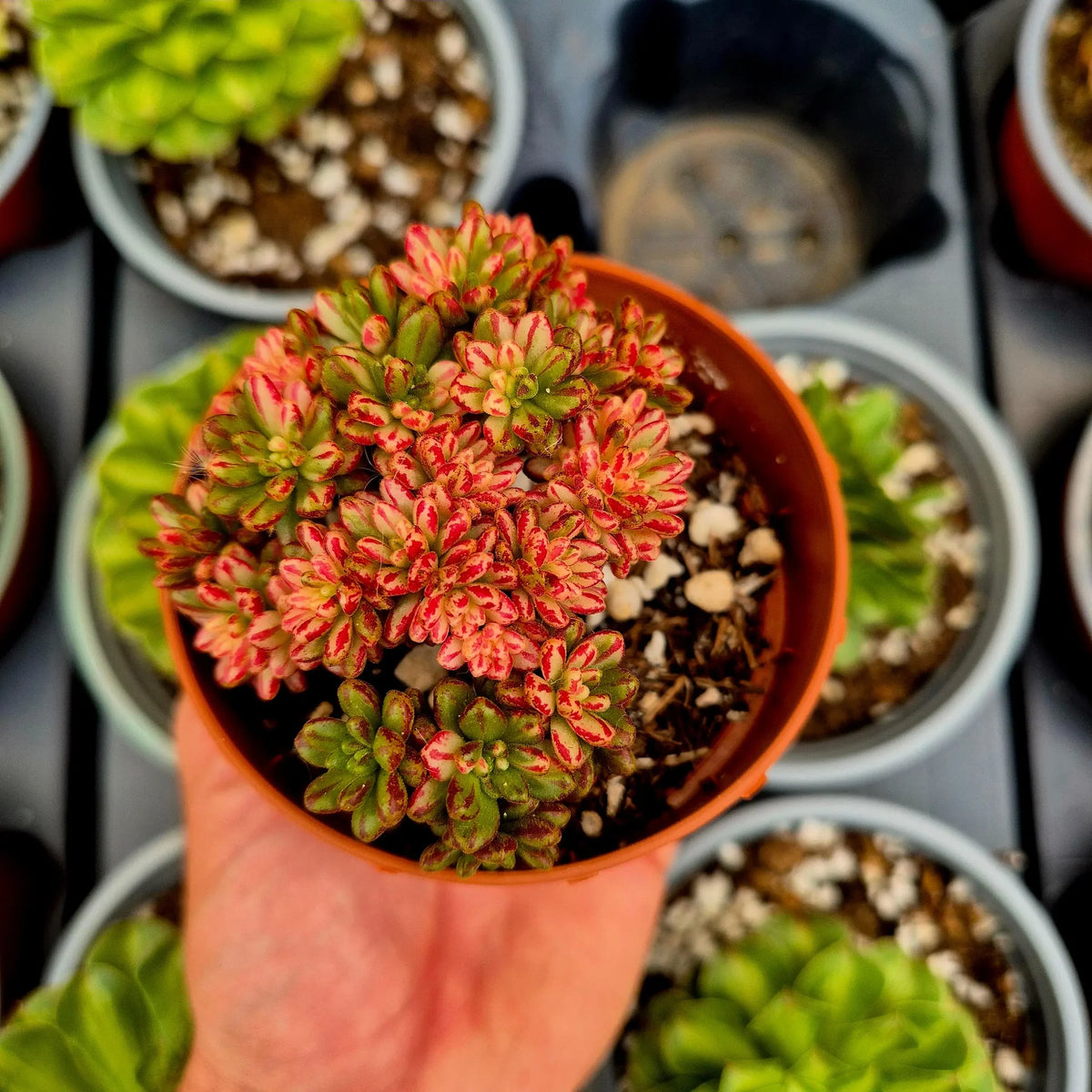 Aeonium Sedefoilum Variegated succulent plant in a 10cm pot from Rnt Succulents