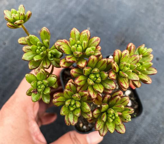 Aeonium Sedifolium Succulent