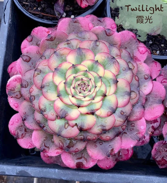 Aeonium Twilight Succulents