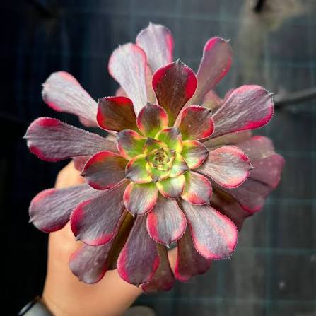 Aeonium White Chocolate Line succulent plant in a 14cm pot