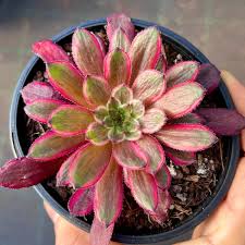 Aeonium Zixia Fairy Succulent