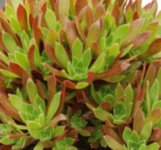 Aeonium Cornish Succulents