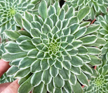 Aeonium Emerald Ice Succulent