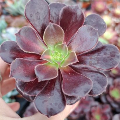 Aeonium ‘Kilaminjaro’ arboreum Kilaue Succulent