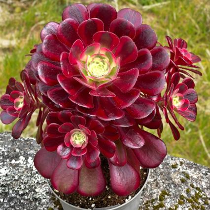 Aeonium ‘Medusa’ Succulent