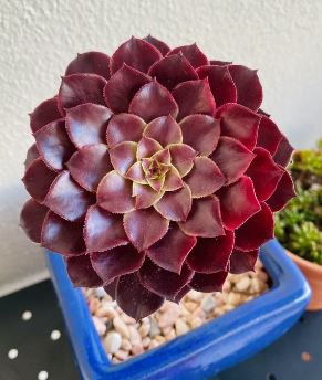 Aeonium ‘Short Black’ Succulent 6cm