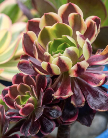Aeonium Super Bang succulent plant in a 14cm pot