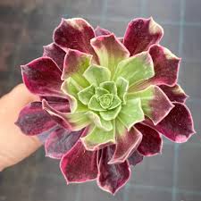 Aeonium 'Wedding Dress' succulent plant