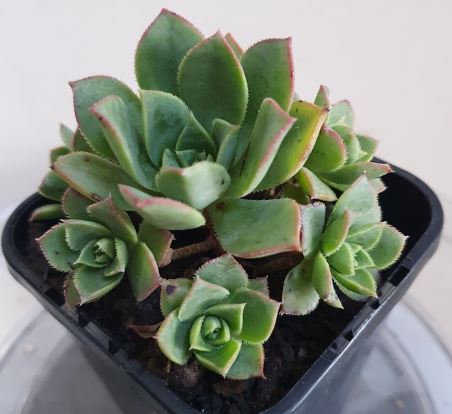 Aeonium Fairy Wings Succulent 6cm
