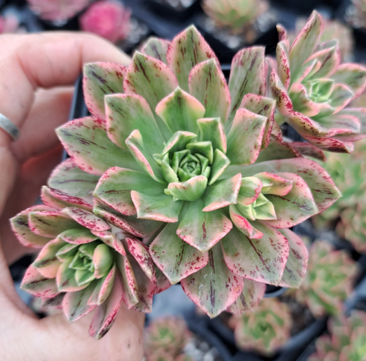 Aeoniums Green Tea Succulent