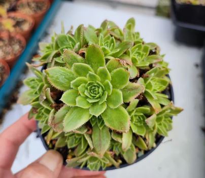 Aeonium simsii Succulent