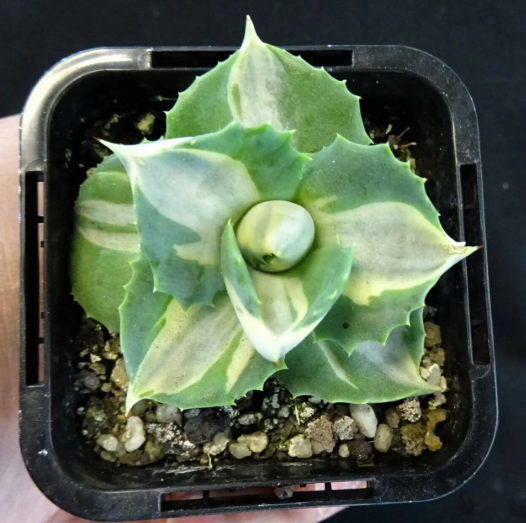 Agave Isthmensis Hoji Raijin Succulent