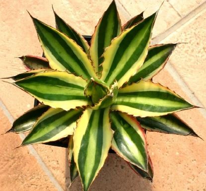 Agave lophantha ‘Quadricolor’ Succulent