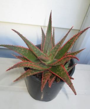 Aloe ‘Christmas Carol’ Succulent