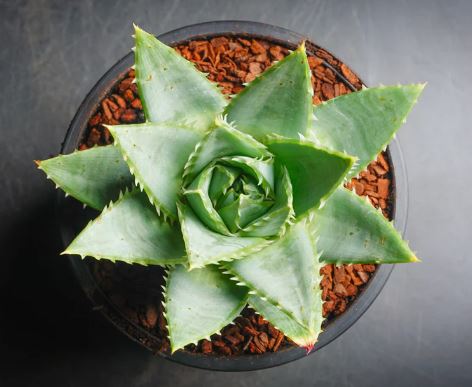 Aloe polyphylla (Spiral Aloe) Succulent