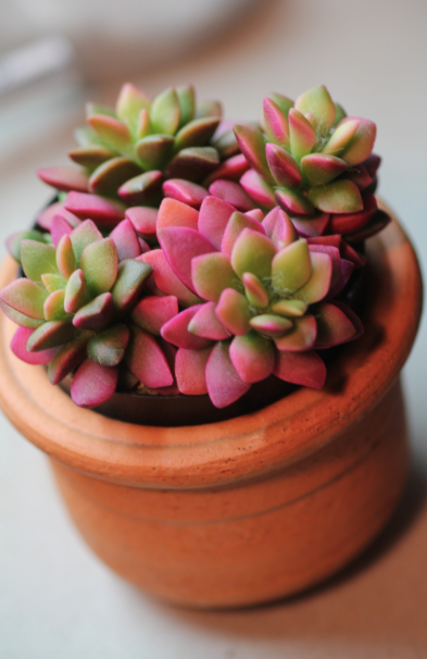 Anacampseros Rufescens 'Sunrise' Succulent