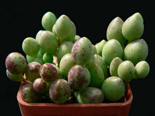 Andromiscus Marlothii Succulent