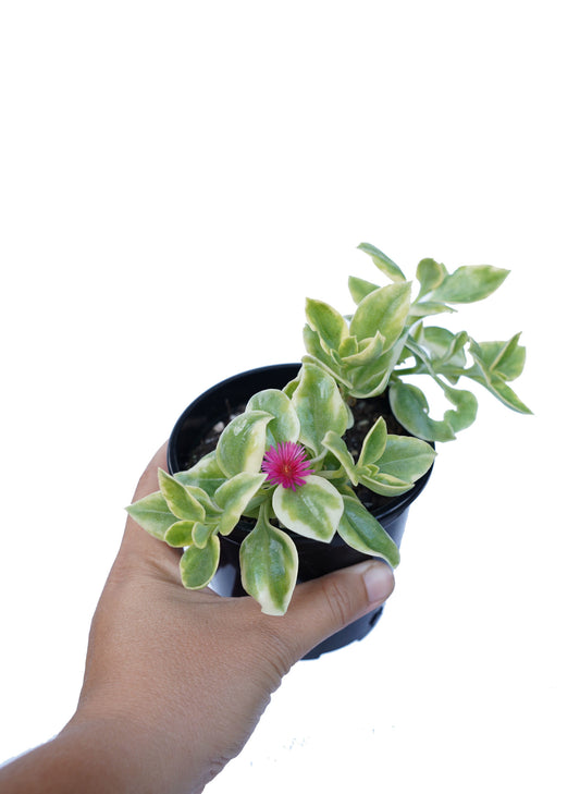 Aptenia White Sunrose Succulent 6cm