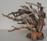 Bonsai Kinn Wood Small Aquarium Wood  
