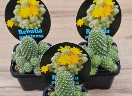 Cactus Crown (Rebutia pulvinosa) Succulent