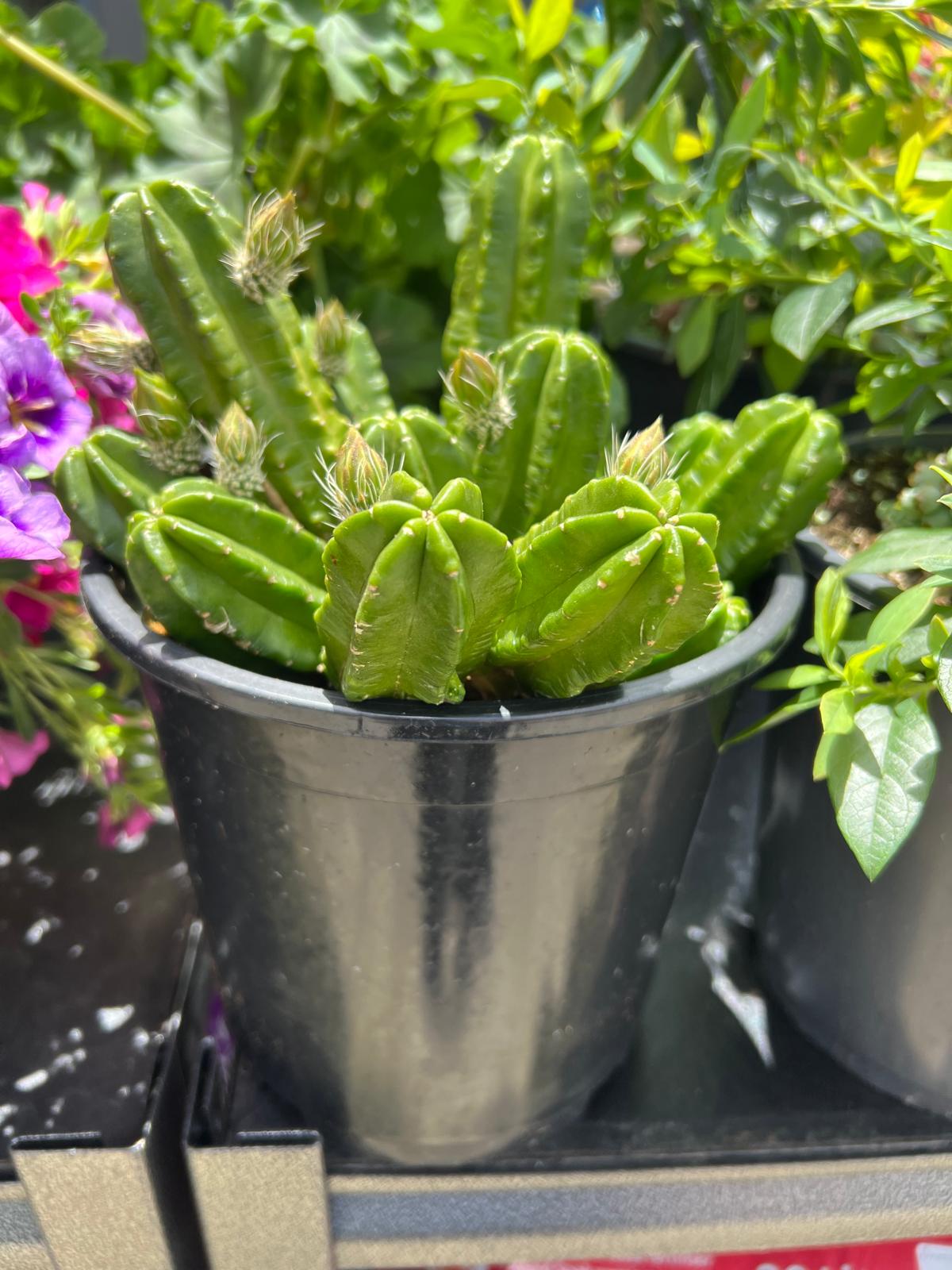 Hedgehog Cactus Succulent