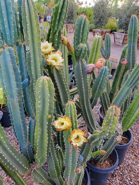 Cereus Cactus Succulent