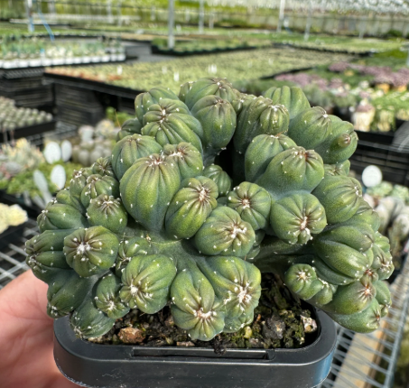 Cereus Ming Thing Succulent