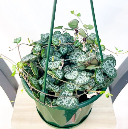 Chain of Hearts Succulent