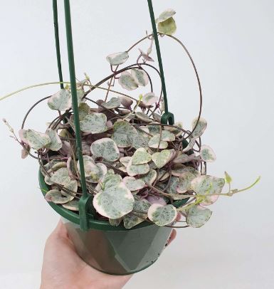 Chain of Hearts Variegated Succulent