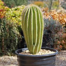 Cone Cactus (Golden Spine Saguaro) Succulent 12cm