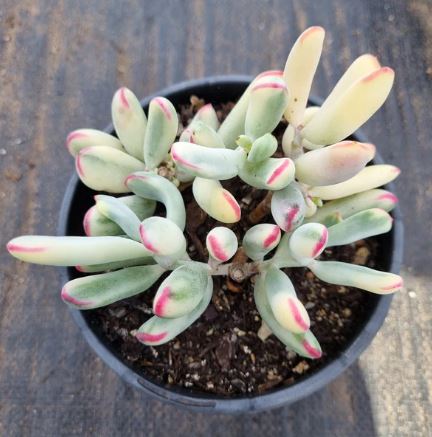 Cotyledon Orbiculata Long Leaf Variequated Succulent