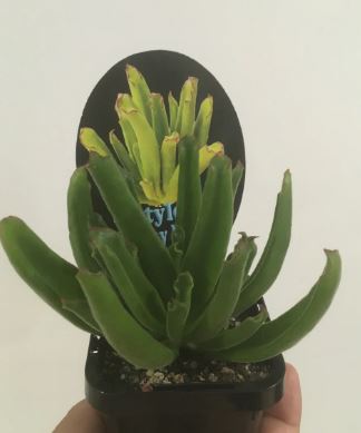 Cotyledon Sticky Fingers Succulent