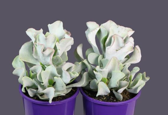 Cotyledon ‘Silver Waves’ Succulent 14cm