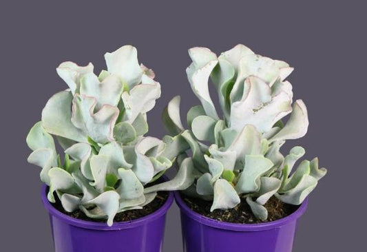 Cotyledon ‘Silver Waves’ Succulent 14cm