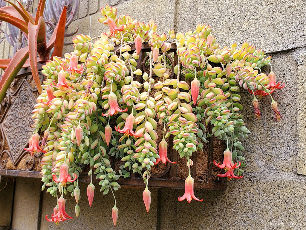 Cotyledon pendens Succulent