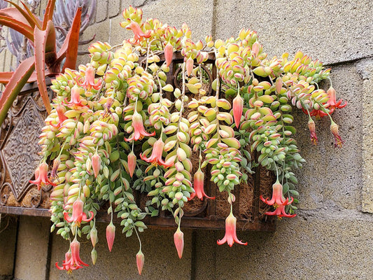 Cotyledon pendens Succulent